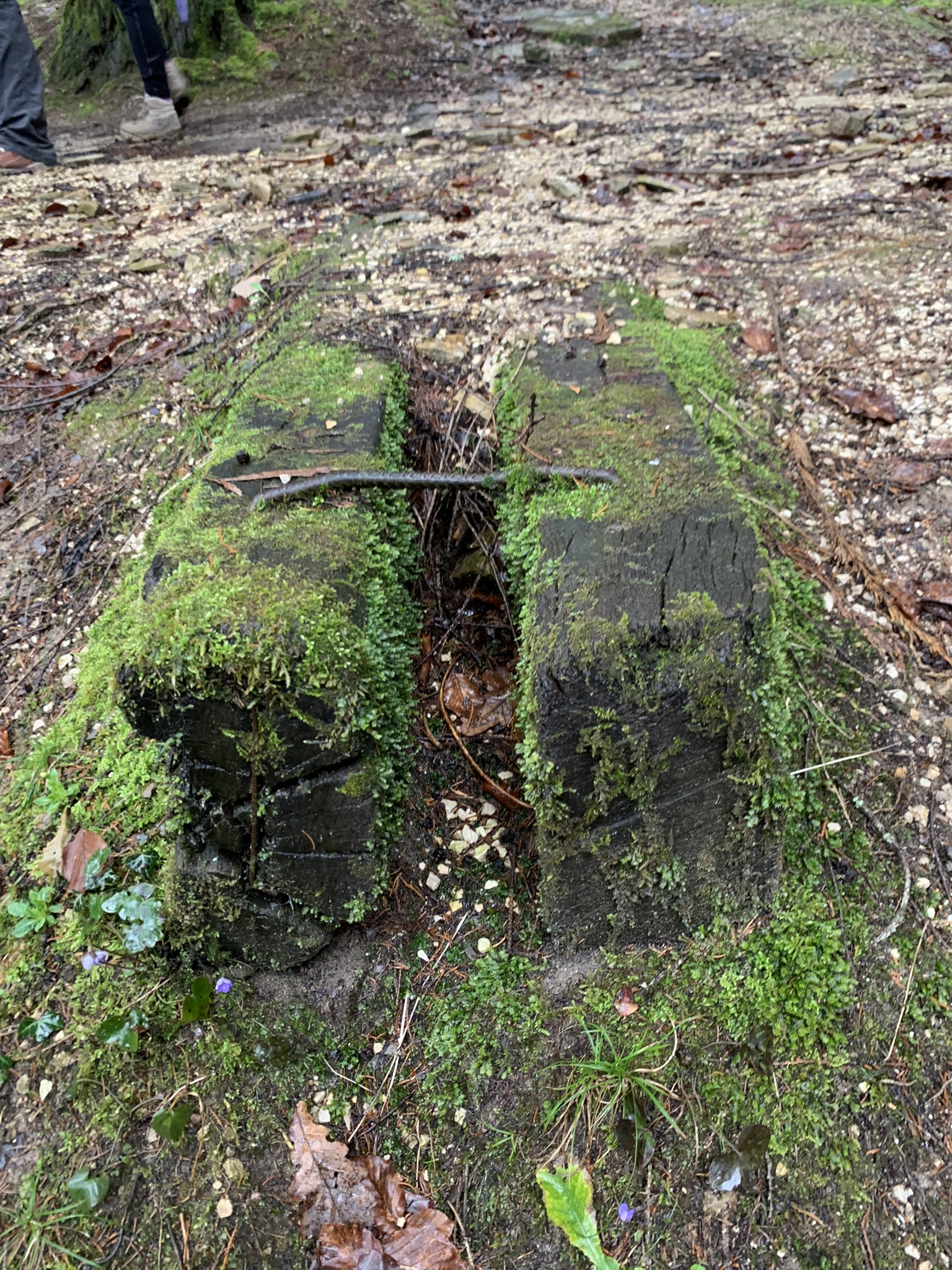Parco di Villa Clizia a Mussoi - Immagini sopralluogo 08